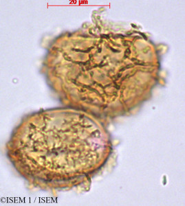 ISEM 1/Polystichum_setiferum_82303/Polystichum_setiferum_82303_0001(copy)_thumb.jpg